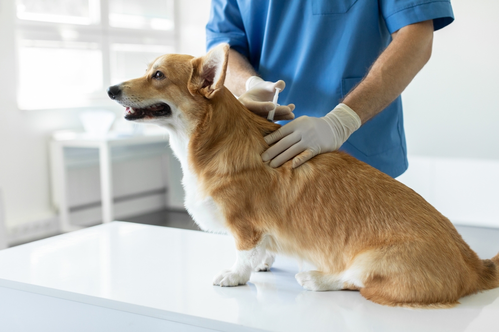 Adequan for Dogs: Uses, Side Effects & History (Vet Answer)
