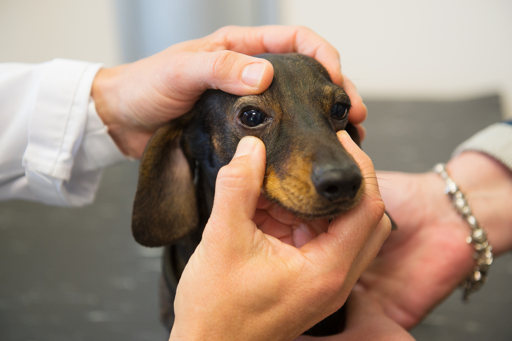 Can You Use Human OTC Eye Drops on Dogs? Vet-Verified Safety Facts