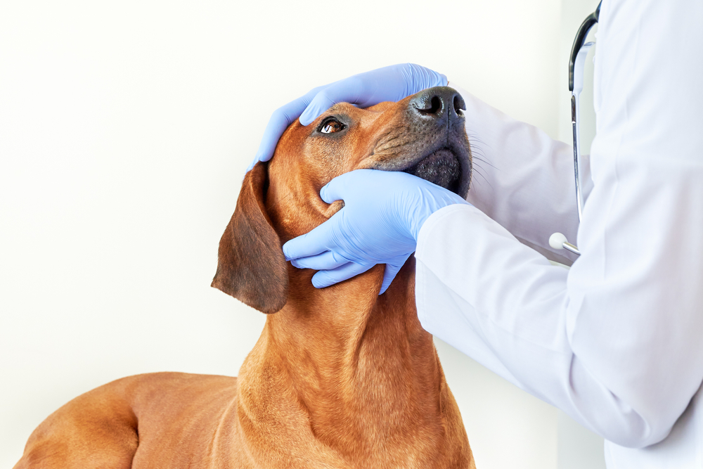 Why Do Dogs Get Crusty Eyes? 7 Vet-Reviewed Reasons