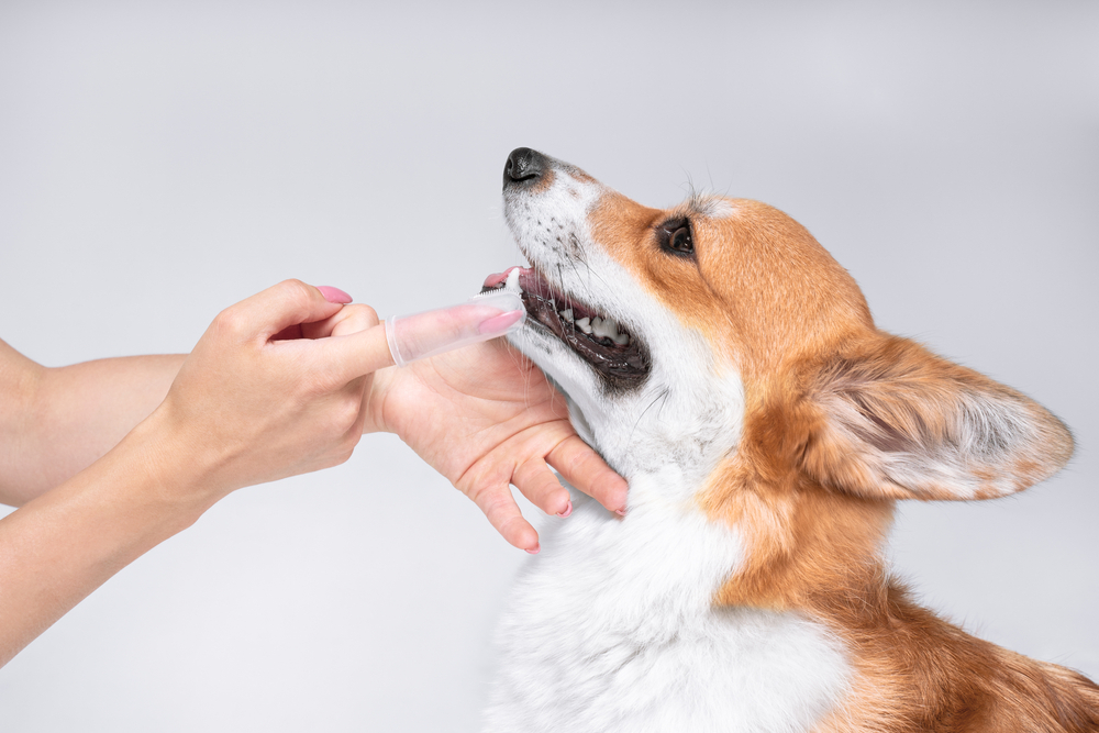 I've Never Brushed My Dog's Teeth: 5 Excuses & Vet Approved Care Tips