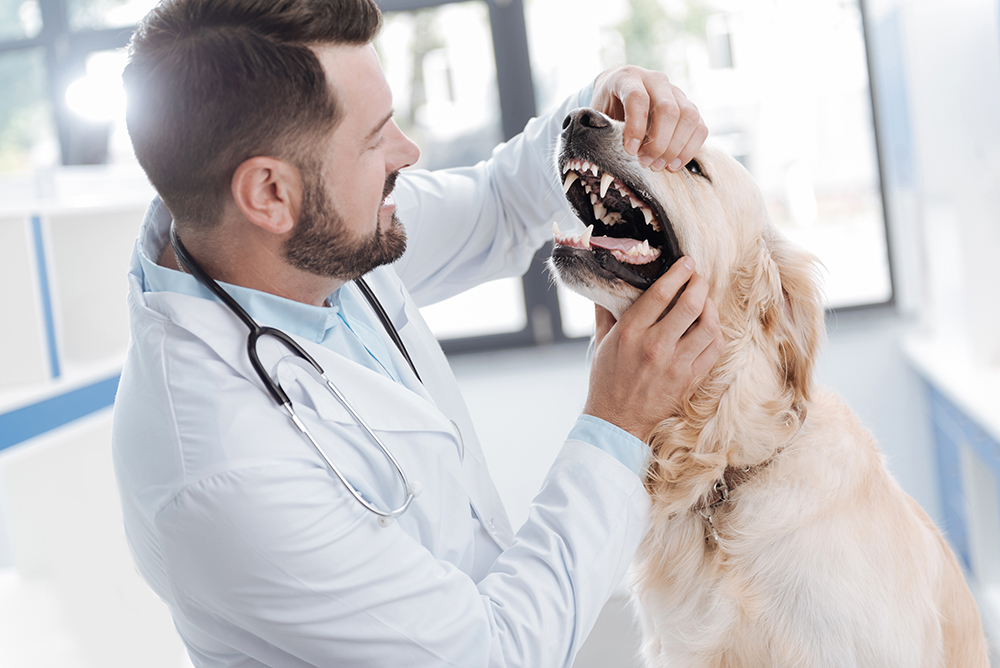 Periodontal Disease in Dogs: Signs, Causes & Care Guide (Vet Answer)