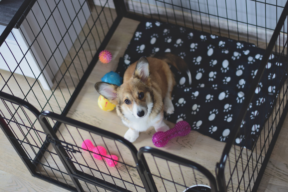 What to Put in a Dog Crate: 5 Vet-Approved Items & More