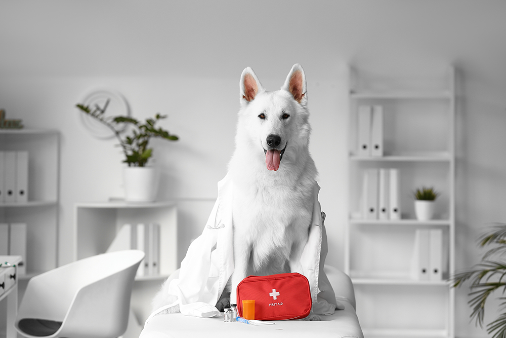 What to Put in a Dog First Aid Kit: 20 Vet-Approved Essential Items