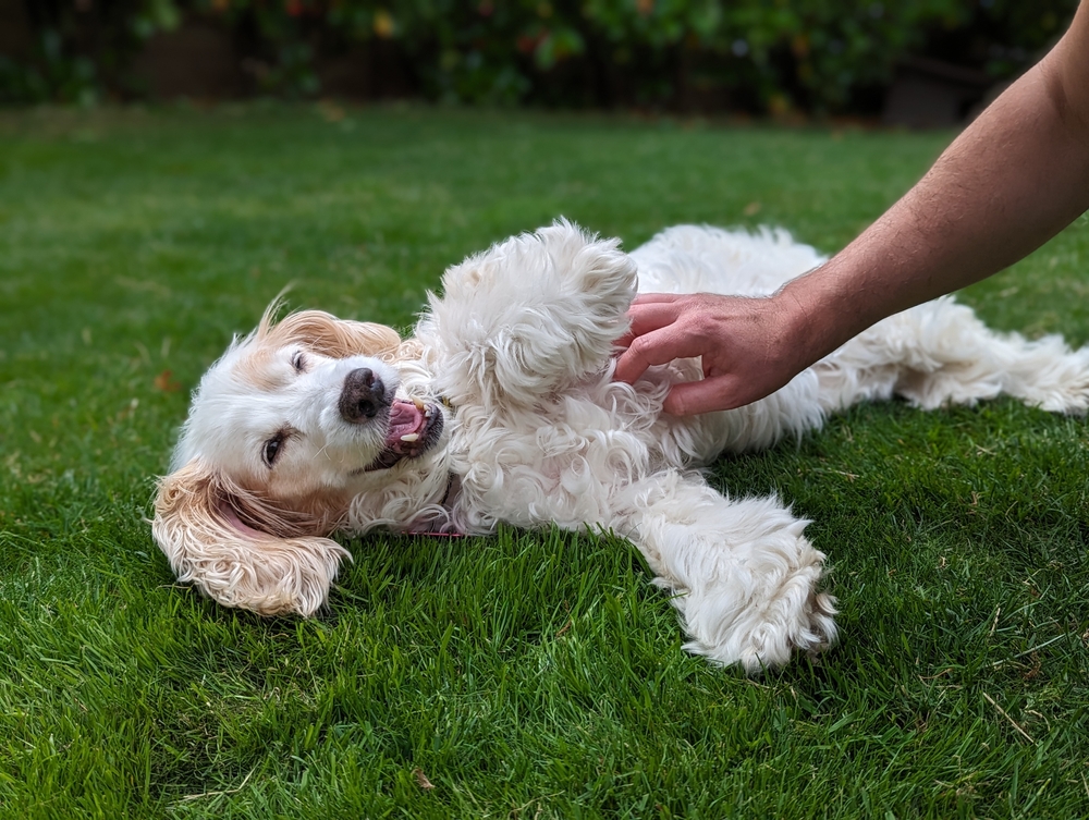 Do Dogs Have Tickle Spots? Vet-Verified Fun Facts