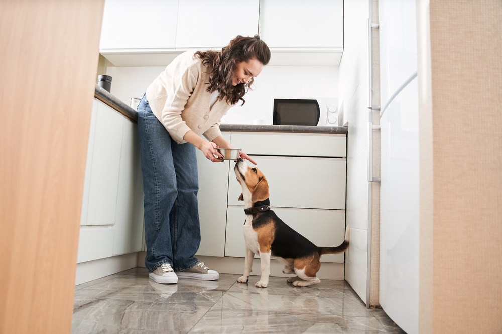 Dog Feeding & Potty Schedule: Vet-Approved Care Guide
