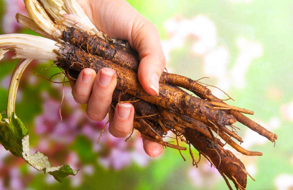woman-holding-burdock-roots