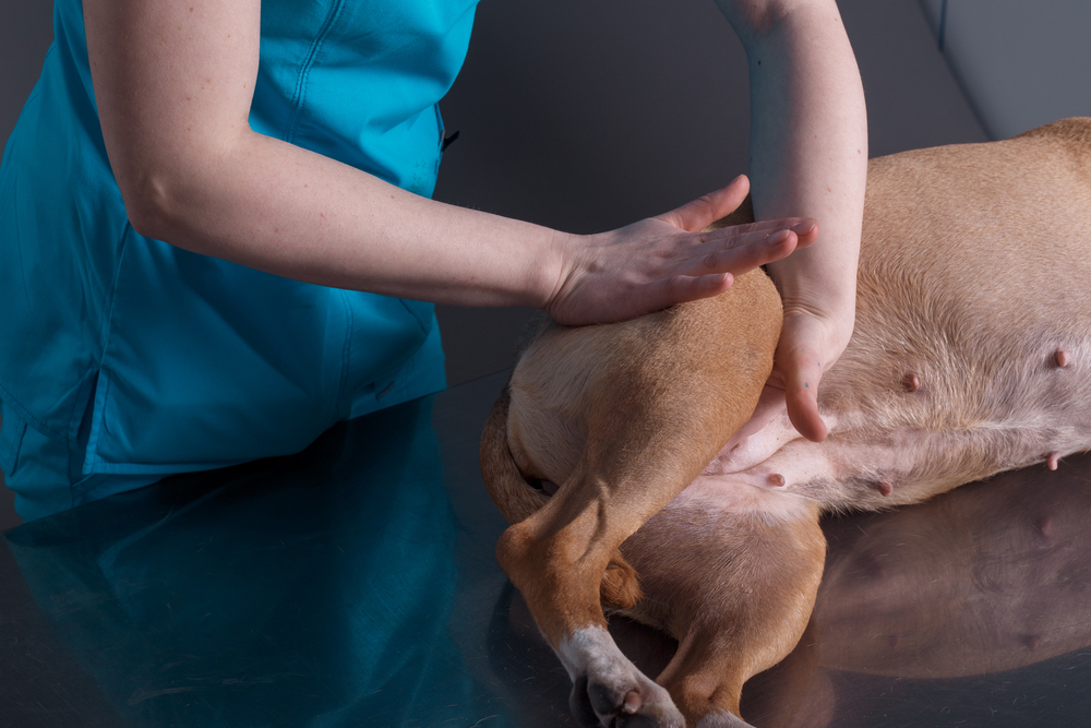 How to Massage a Dog to Poop: 5 Great Tips (Vet Answer)