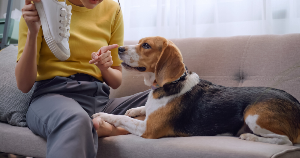 How to Stop a Dog From Chewing: 8 Vet-Approved Tips