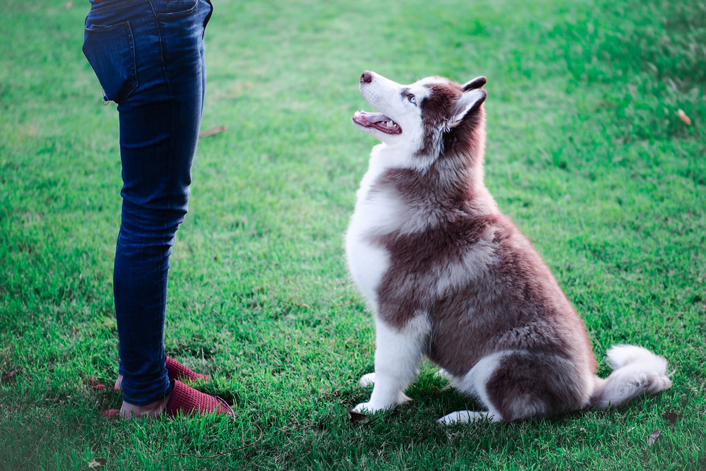 5 Dog Training Rituals: Vet-Approved Tips to Help Your Pup Learn