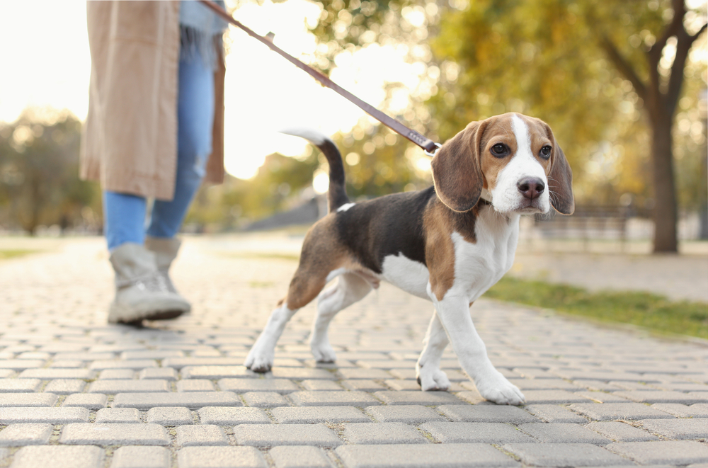 Our 15 Fave Dog Walking Accessories In 2026: Must Haves & Other Helpful Options