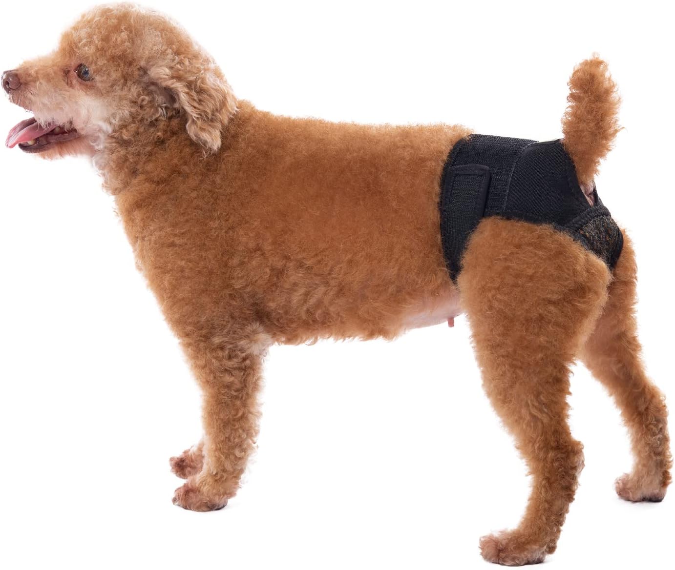 Chastity Belt for Dogs: Pros, Cons & When to Use (Vet-Approved)