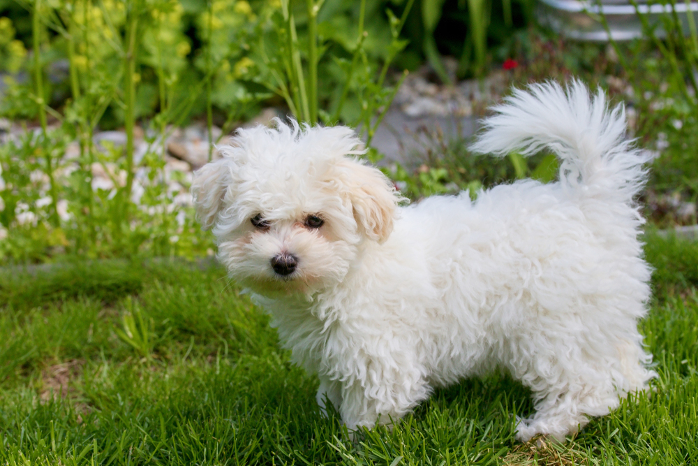 Bolognese puppy standing in the garden