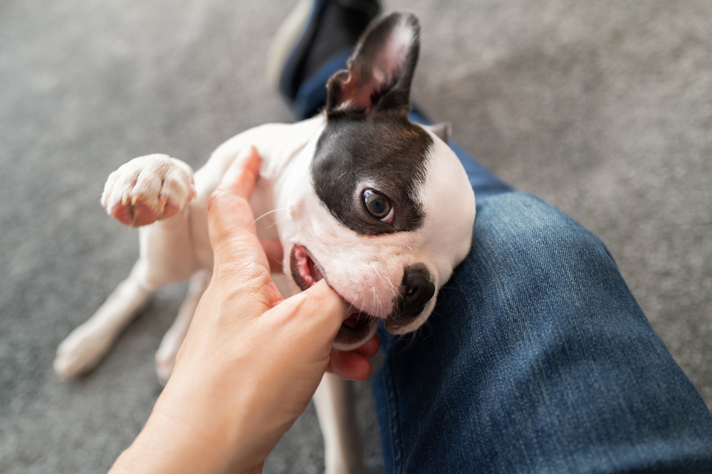 Do Boston Terriers Bite? Vet-Verified Breed History, Facts & Prevention Tips