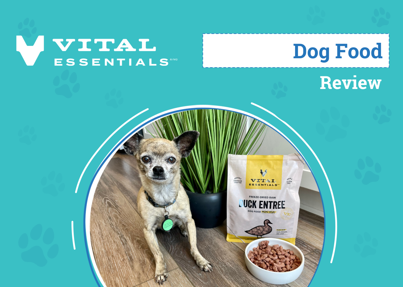 Vital Essentials Dog Food Review 2026: An Expert's Breakdown