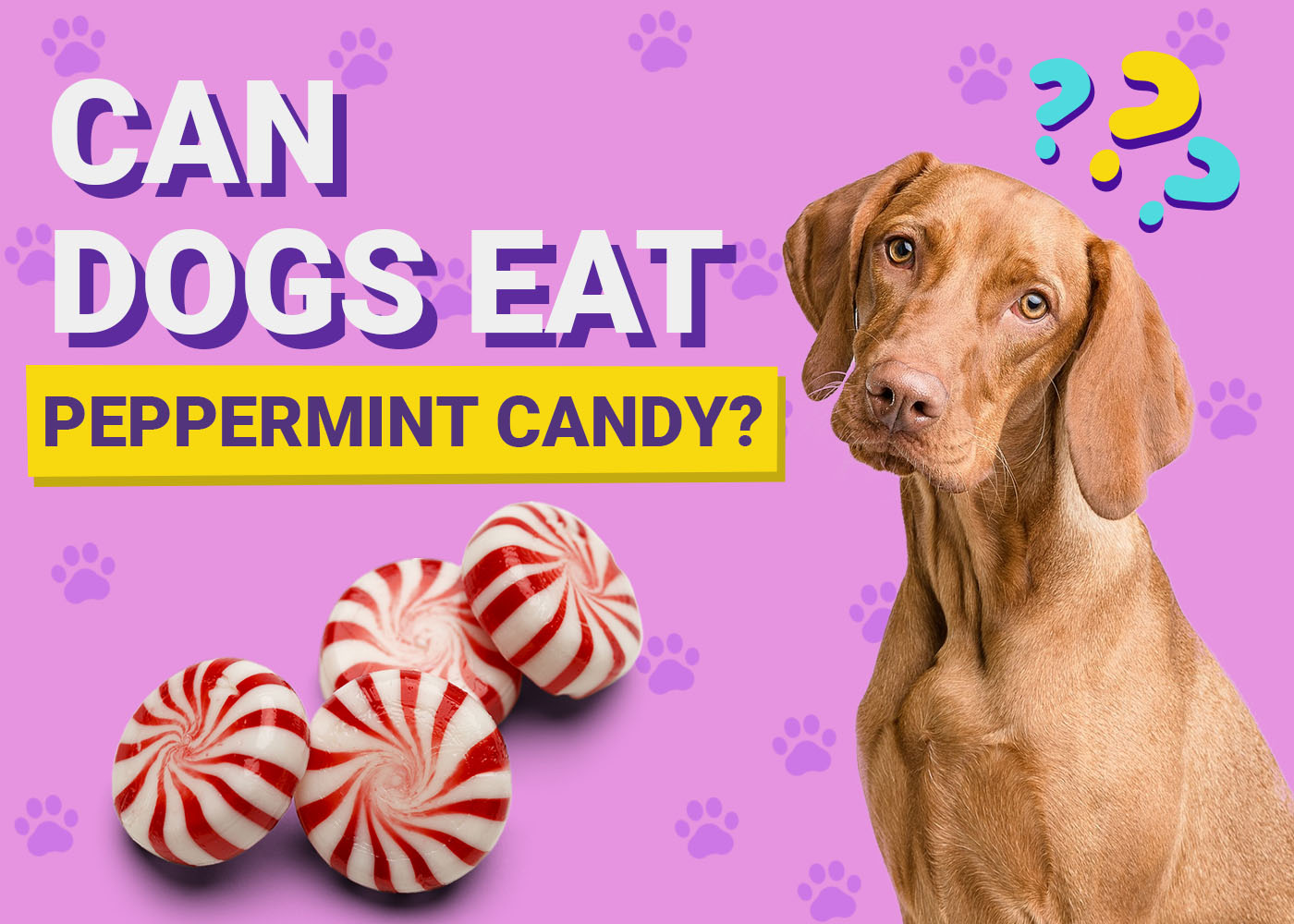 Can Dogs Eat Peppermint Candy? Vet-Verified Nutrition Facts & Concerns
