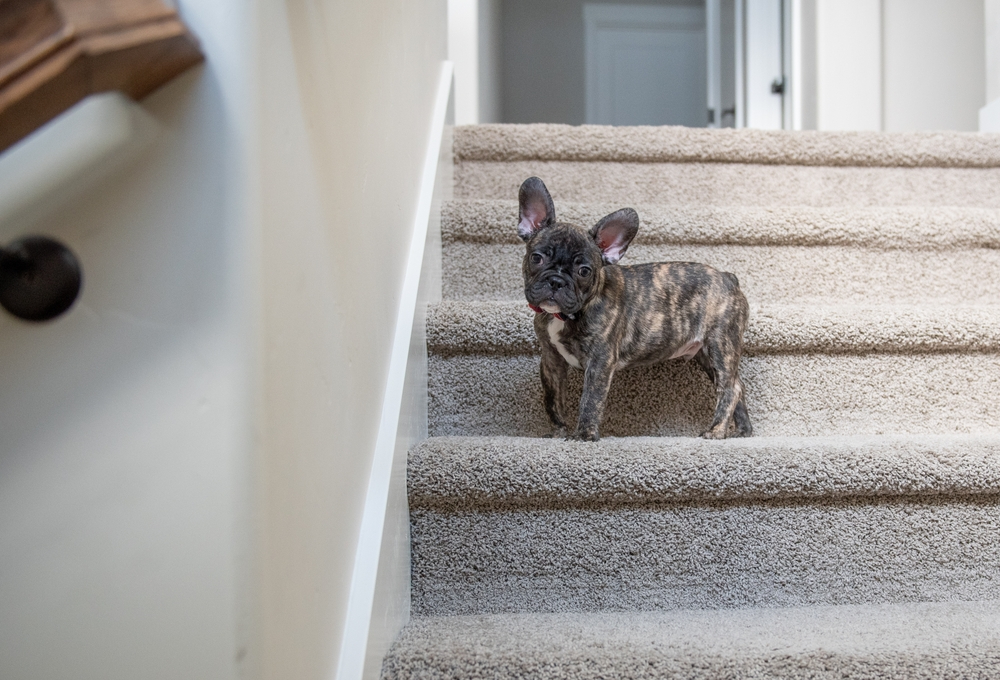 How to Potty Train a French Bulldog: 8 Vet Approved Tips & Tricks