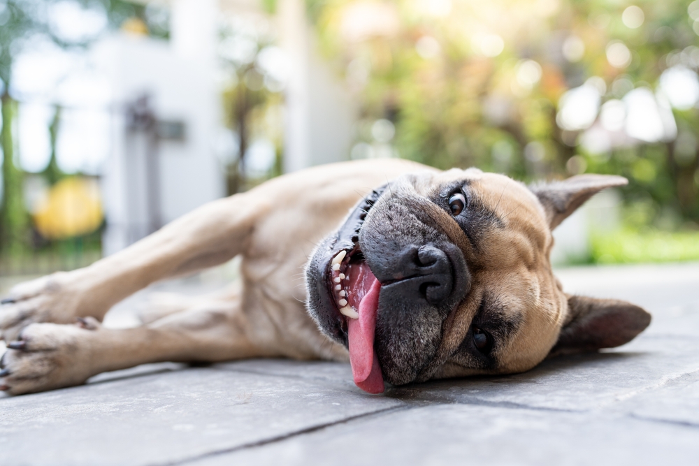Heat Stroke in Dogs: Our Vet Explains the Causes, Signs & Treatment