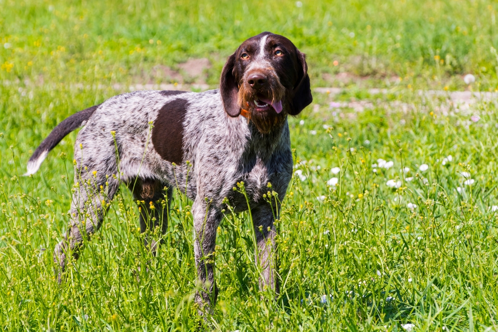 German shorthaired pointer dog standing on a grassland