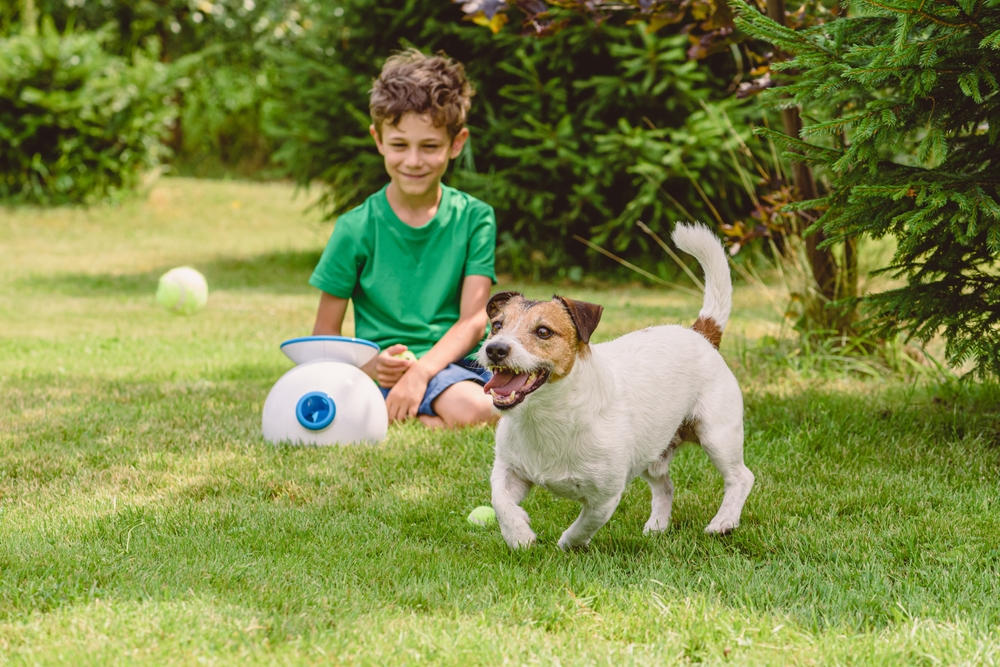 Happy boy and dog playing with automatic throw and fetch machine launching tennis balls