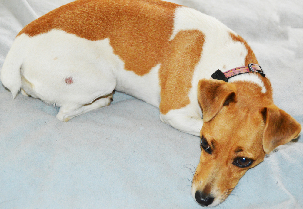 Ringworm in Dogs: Detection, Prevention & Treatment (Vet Answer)