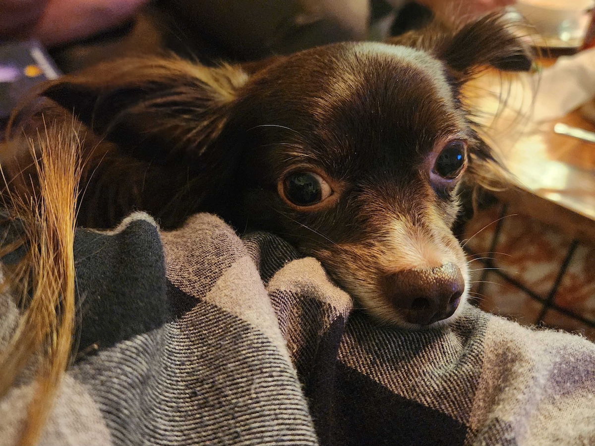 Dogs and Mental Health: 5 Ways Penny Helps Me Mentally