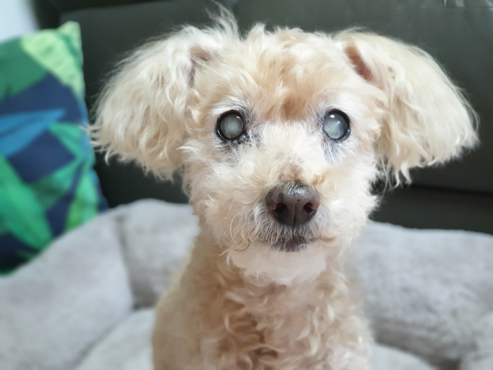 Old senior blind poodle dog with cataracts in his eyes sitting on cushion
