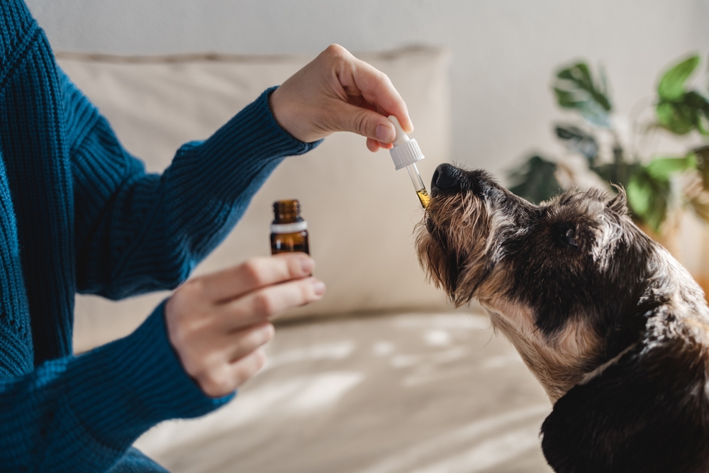 CBD Oil for Dogs: Uses, Side Effects & FAQ (Vet Answer)