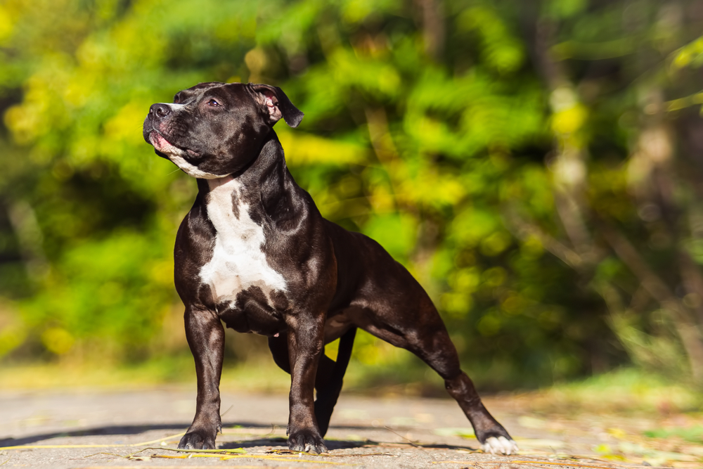 American Staffordshire Bull Terrier dog standing outdoor