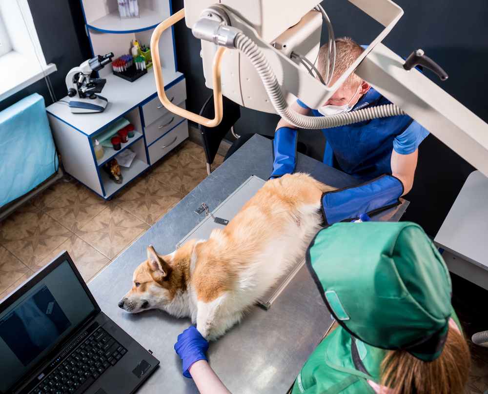 Veterinarian team examining dog in x-ray room