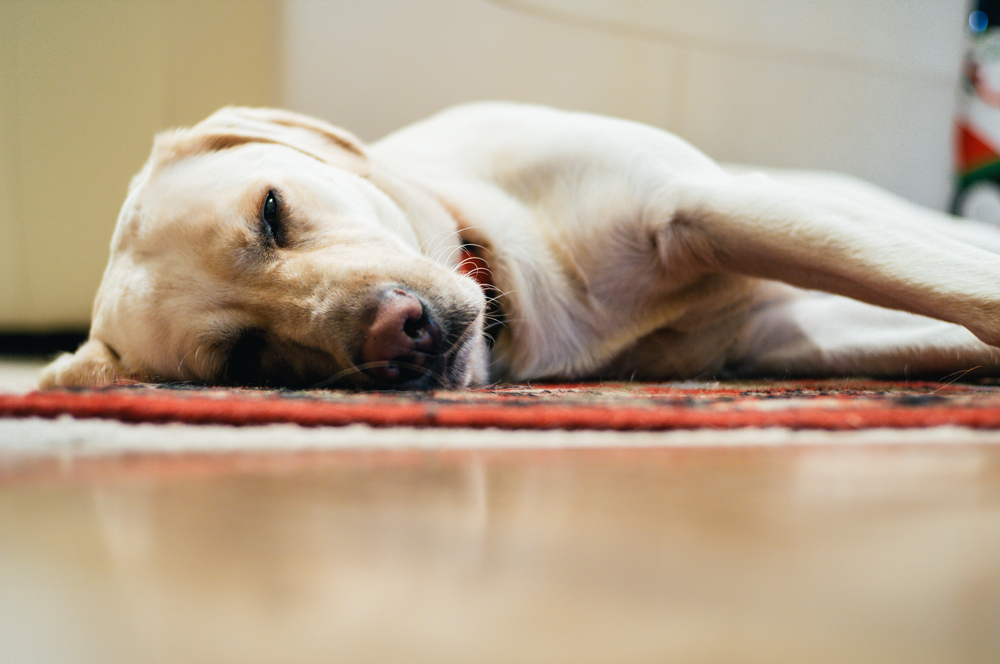Can Dogs Sleep With Their Eyes Open? Vet-Verified Facts & Info