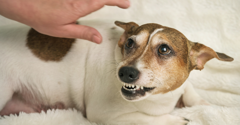 Defensive Aggression in Dogs: Vet-Verified Triggers and FAQ