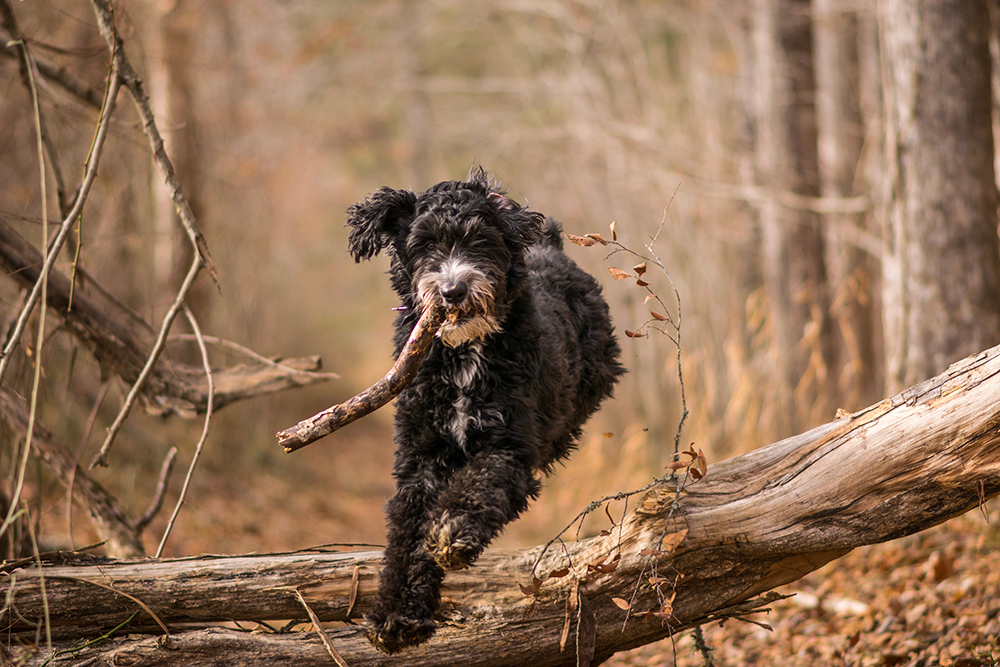 Aussiedoodle dog playing fetch on a trail