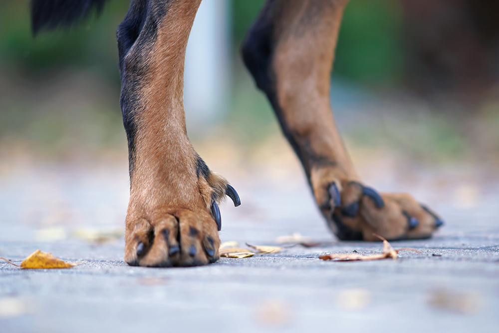 Should I Remove My Dog's Dewclaws? Vet-Reviewed Health Considerations