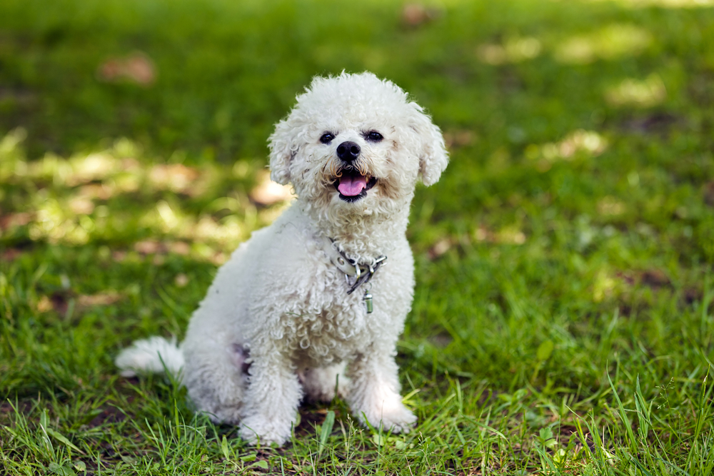 15 Vet-Verified Bichon Frise Facts You’ll Love to Know