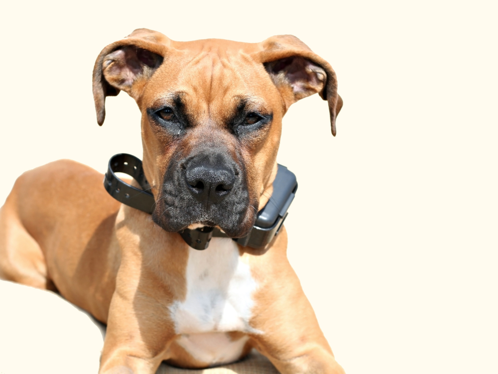 boxer puppy wearing shock collar