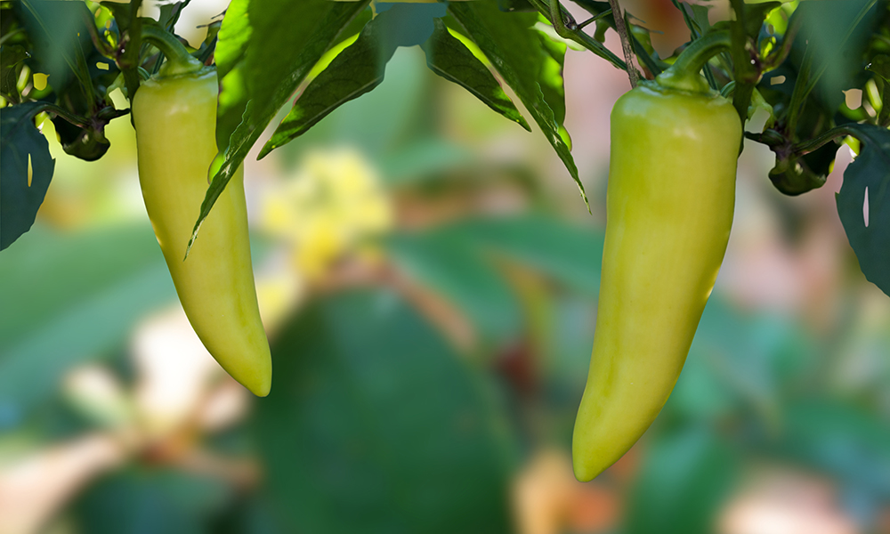 close up banana pepper