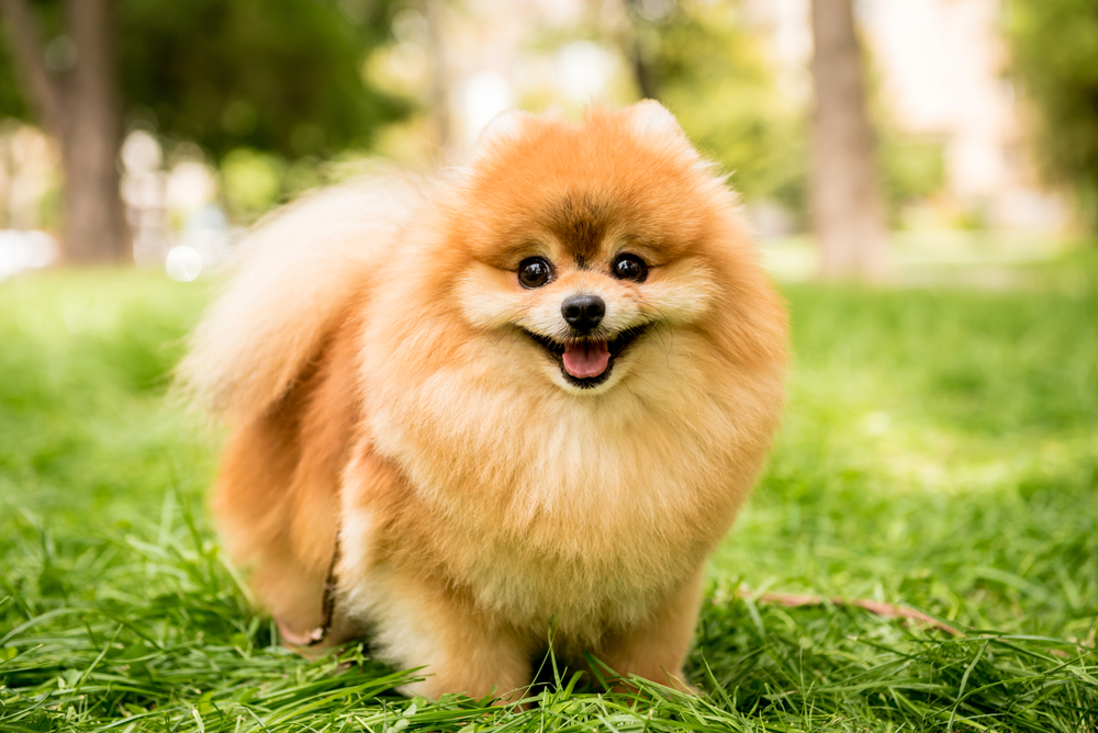 Why Do Small Dogs Live Longer? Vet-Approved Lifespan Explanation