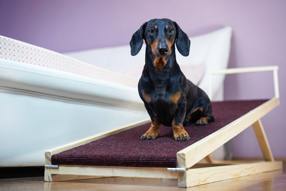 How Long Do Dachshunds Live? Vet-Reviewed Average Lifespan, Data & Care