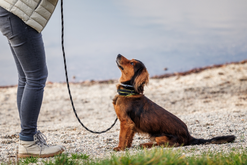 How to Train Mixed-Breed Dogs: 9 Vet-Approved Tips