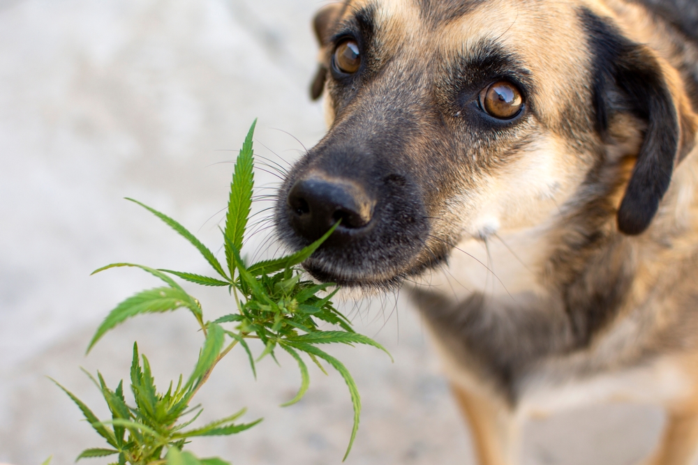 dog marijuana