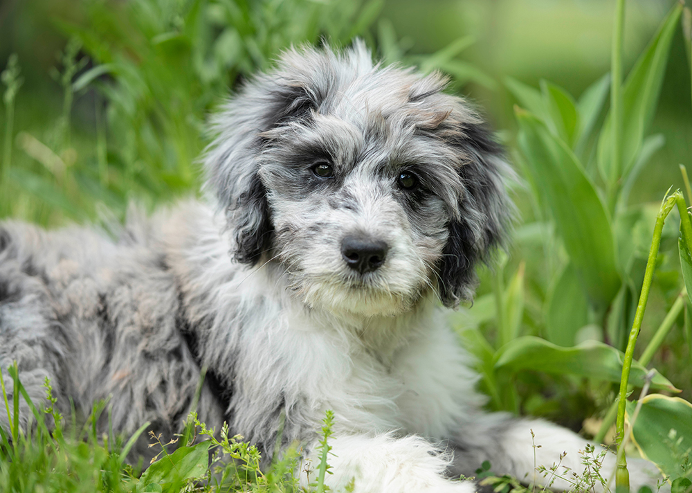 Female merle aussiedoodle puppy
