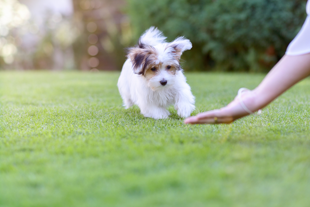 female owner showing hand signal to a dog