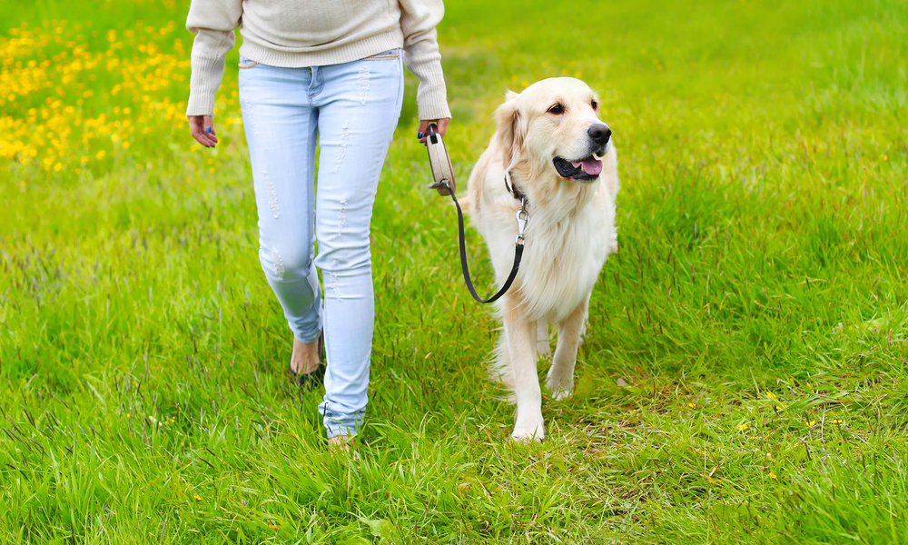 How to Loose Leash Train a Dog: Vet-Approved Tips & Tricks