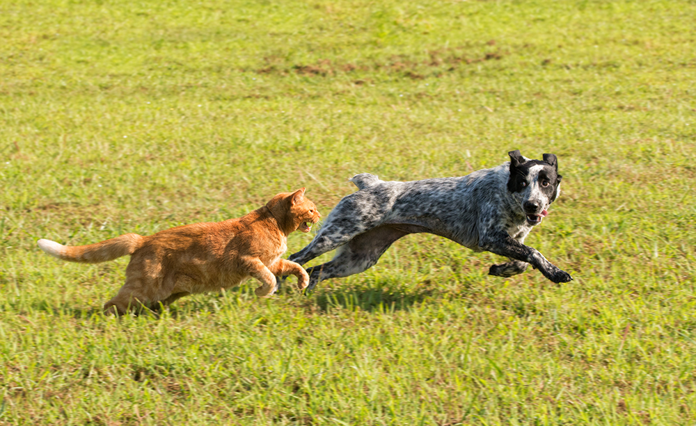 My Cat Is Bullying My Dog: 9 Vet-Approved Tips to Stop Them