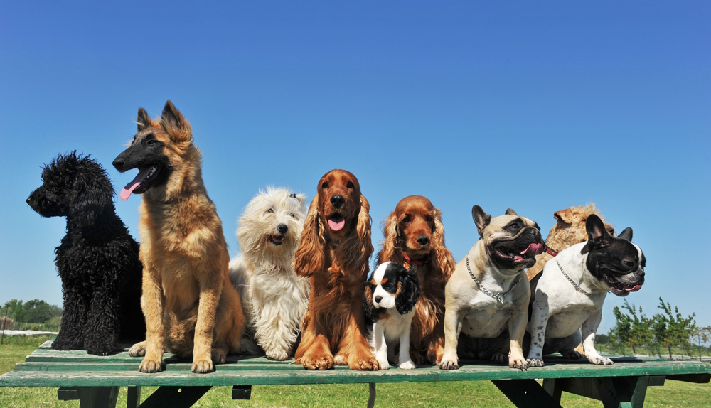 10 Most Popular Dog Breeds in Texas in 2026 (With Info & Pictures)
