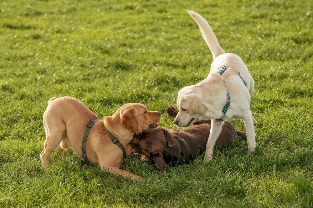 labrador dogs playing at the park