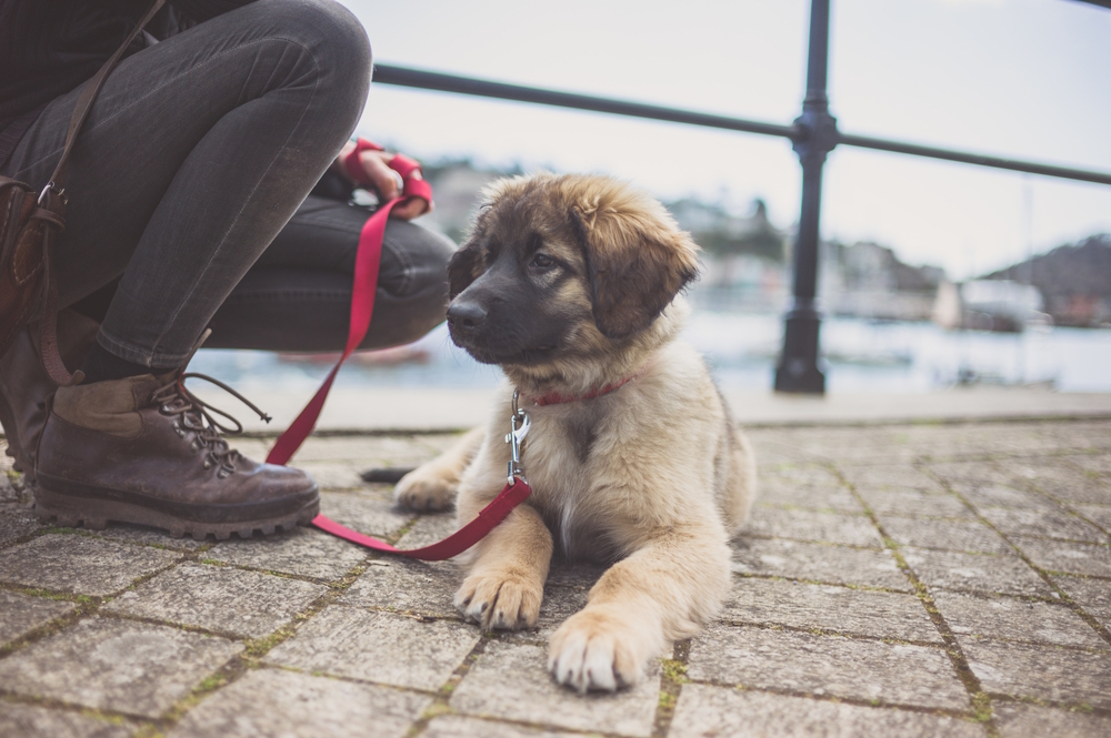 My Puppy Doesn't Want To Walk: 7 Reasons & What To Do (Vet Answer)