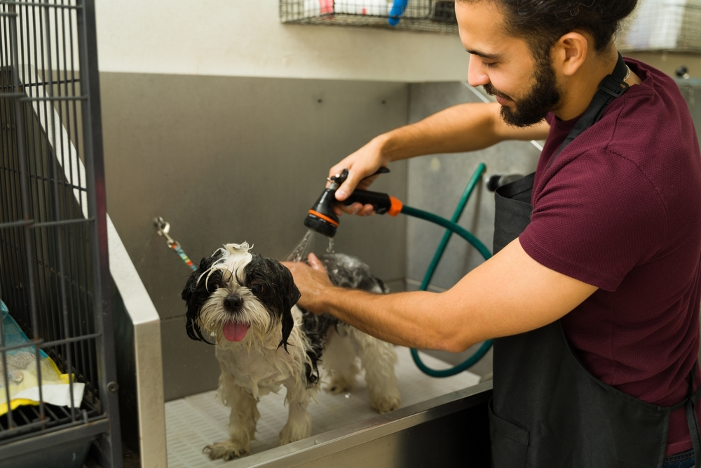 How Often Should I Bathe My Shih Tzu? Vet-Approved Advice