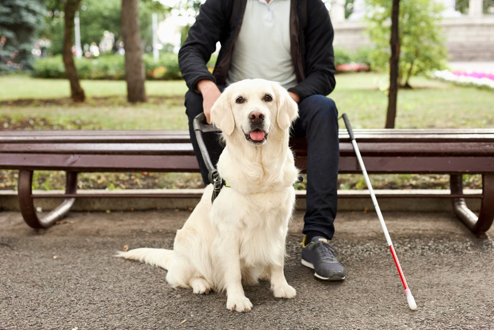 How to Train a Guide Dog: Vet-Verified Tips & Important Traits