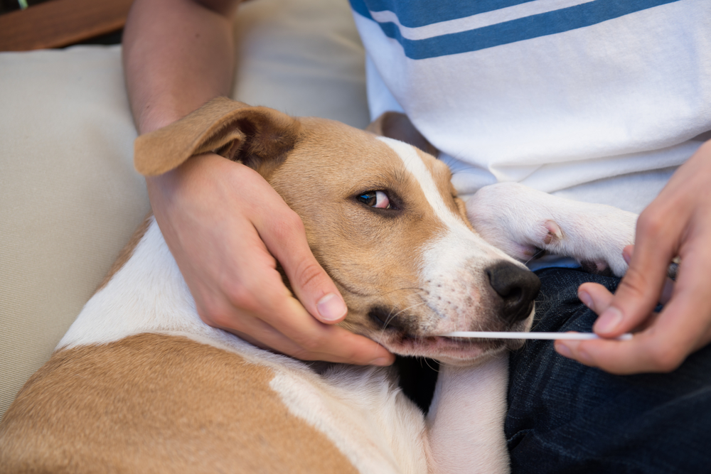 mixed breed dog getting swabbed for dna test